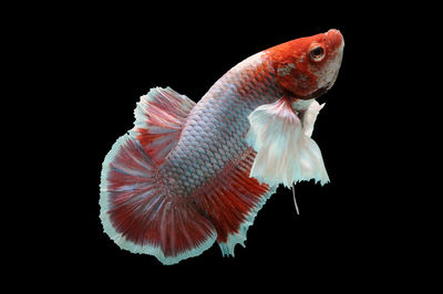 Close-up of fish swimming in sea