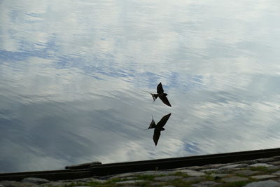 High angle view of bird flying over lake