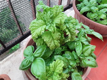 High angle view of leaves in basket on table