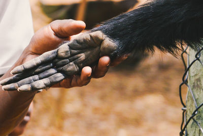 A human hand holding the hand of the black-headed spider monkey - ateles fusciceps in nanyuki, kenya