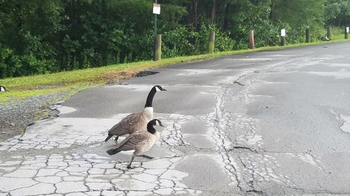Ducks on road