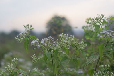 Close-up of flowering plants on field