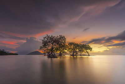 Silhouette tree by sea against sky during sunset