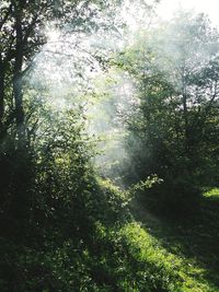 Trees growing in forest