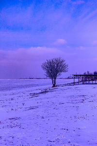 Bare tree on snow covered field against sky