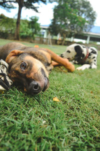 Portrait of dog on field