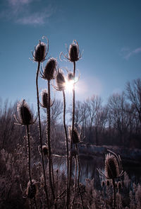 Plants on field against sky