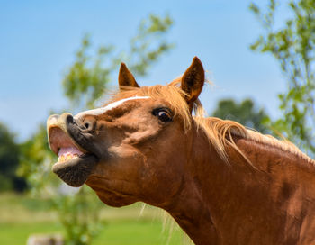 Close-up of a horse against the sky