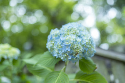 Close-up of fresh white hydrangeas