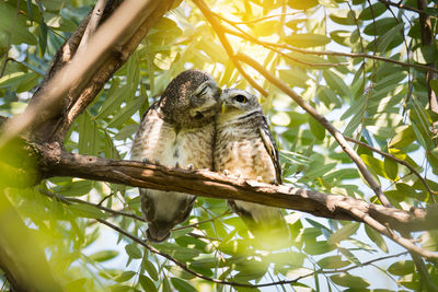 Low angle view of owl perching on tree