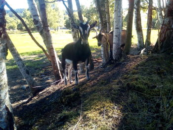 View of a sheep in the forest