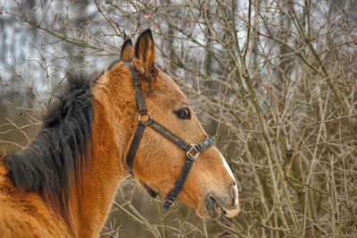 Close-up of a horse on field