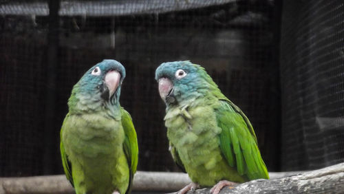 Close-up of parrot perching on branch