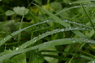 Close-up of water drops on plant during rainy season