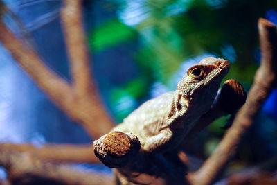 Close-up of lizard on a branch