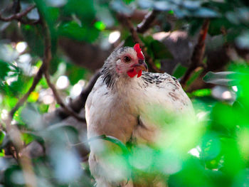 Close-up of a bird on branch