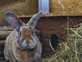 Close-up portrait of a rabbit