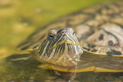 Portrait of red eared slider turtle trachemys scripta elegans