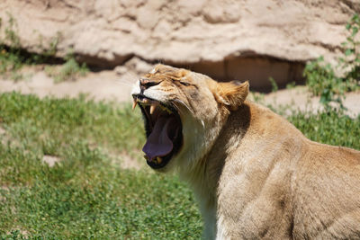animal
