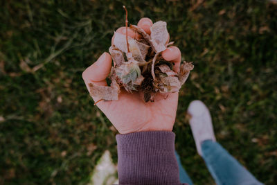 Close-up of hand holding plant