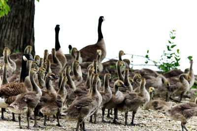 Flock of birds on field