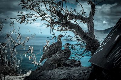 Close-up of tree by sea against sky