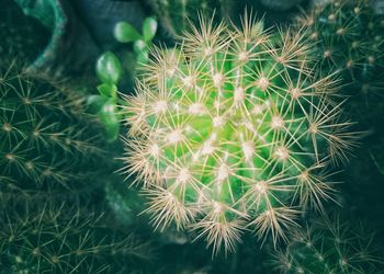 Full frame shot of cactus plant