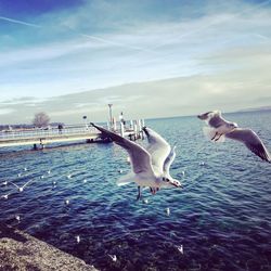 Seagulls flying over sea against sky