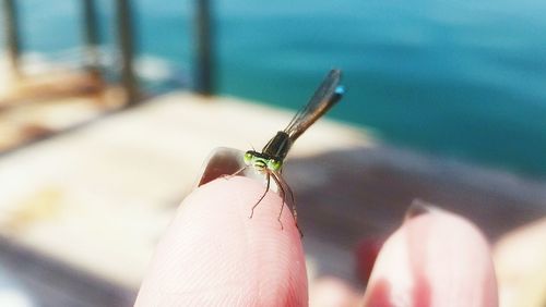 Cropped hand holding dragonfly