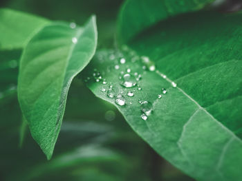 Close-up of raindrops on leaves