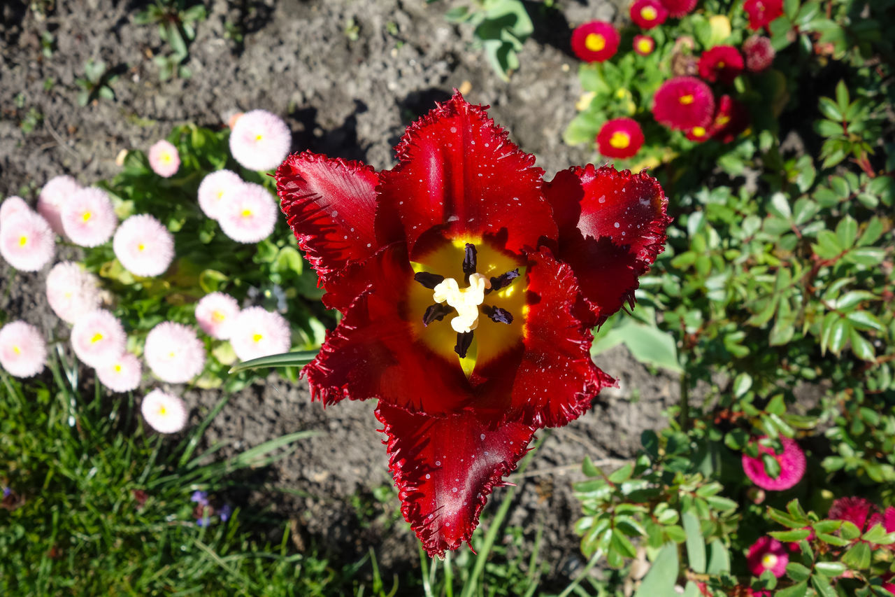 CLOSE-UP OF RED FLOWERING PLANTS