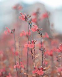 Close-up of red flowering plant