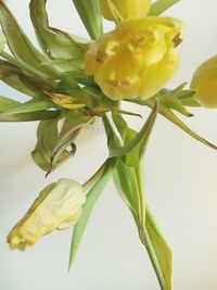 Close-up of yellow flowers