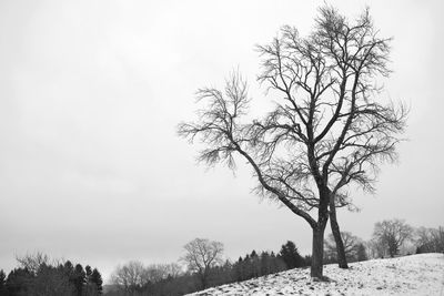 Low angle view of bare tree against clear sky