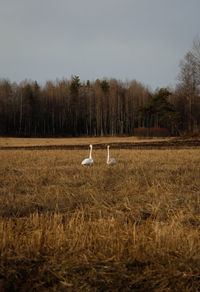 View of birds on field against sky