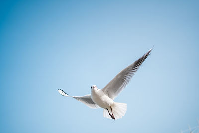 Low angle view of bird flying against clear sky