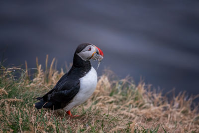 Close-up of bird perching on a land