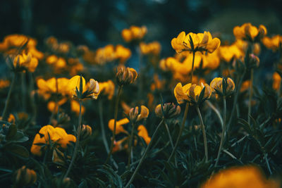 Close-up of yellow flowering plants on field