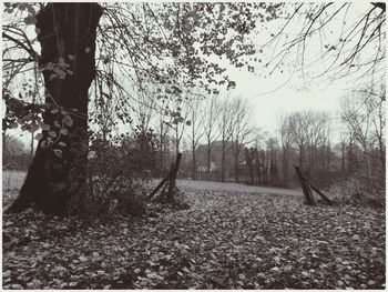 Bare trees in forest