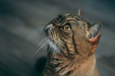 Close-up of a cat looking away