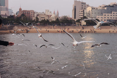 Birds flying over city