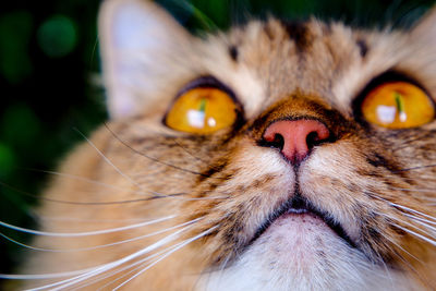 Close-up portrait of cat