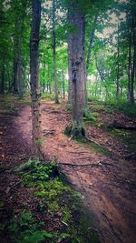 Trees in forest