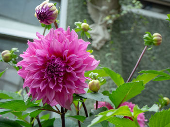 Close-up of pink flowering plant