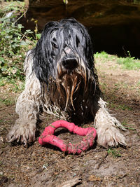 Close-up of a dog 