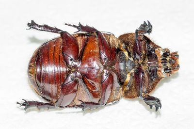Close-up of a dead rhino beetle over white background