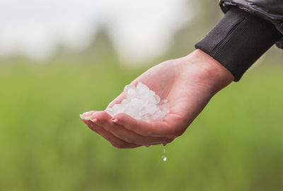 Close-up of hand holding plant against blurred background