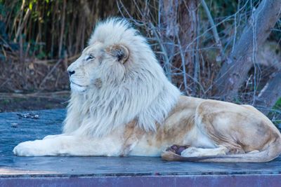 Lion sitting looking away