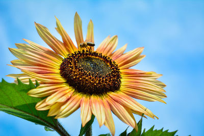 Close-up of fresh sunflower blooming against sky