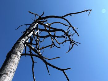 Low angle view of bare trees against clear blue sky